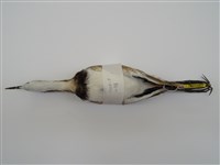 藏品(水雉)的圖片